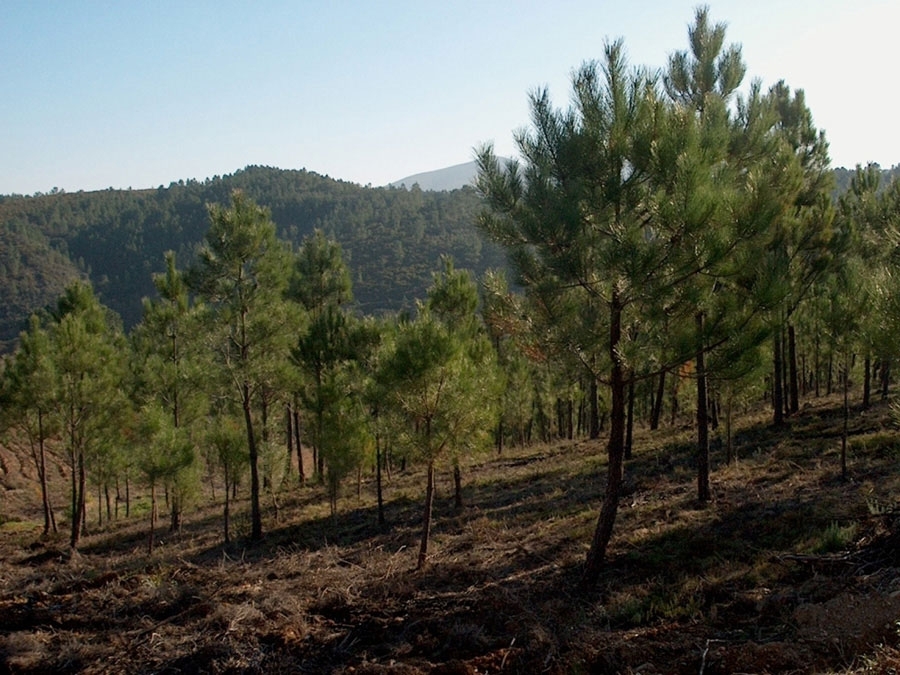  Vista parcial de uma propriedade de um associado aps ter sido sujeita a operaes de aproveitamento da regenerao natural 