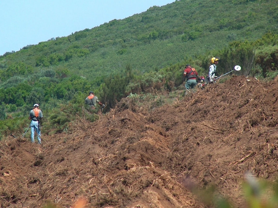  Preparao do terreno num projecto florestal - Corte manual de matos com auxilio de motorroadora 