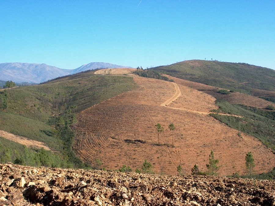  Projecto Florestal - Arborizao Mecnica 