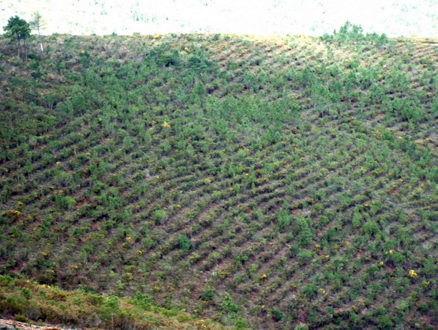  Projecto Florestal - Area Agrupada - Limpeza Manual de Matos em Faixas 