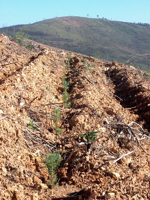  Projecto florestal - Plantao de pinheiro bravo 