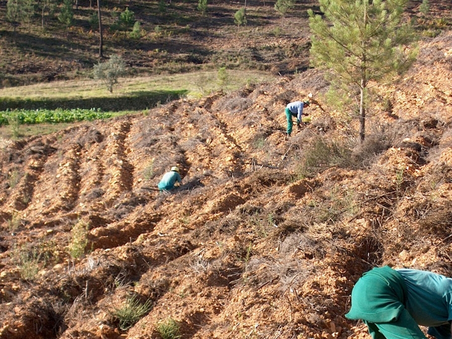  Projecto Florestal - Realizao da plantao 