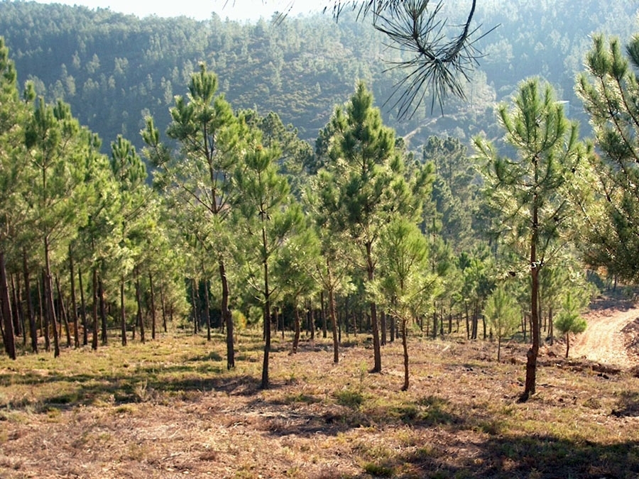  Propriedade onde se efectuou a operao de Aproveitamento da Regenerao Natural 